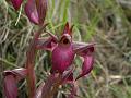 serapide  cuoriforme